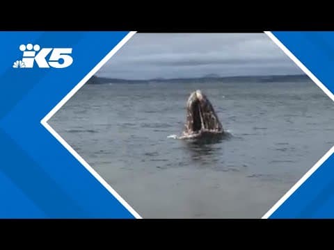 Family spots gray whale off of Whidbey Island