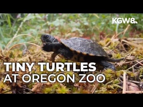 17 turtle hatchlings arrive at Oregon Zoo