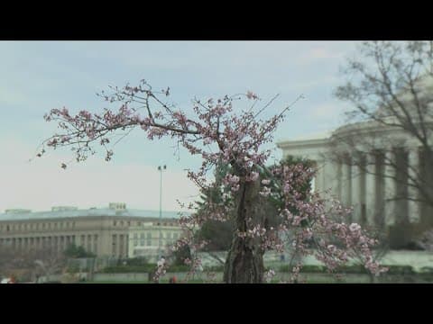 How Stumpy, DC's beloved hollow cherry tree, may live on