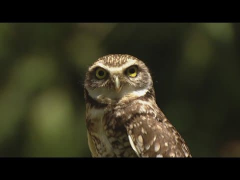 Zoo Day | Meet the Burrowing Owl