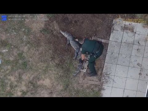 'A Florida classic!': Deputies follow alligator around home, rescuing it