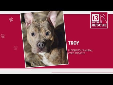 Pets of the Week: 3-16-2024