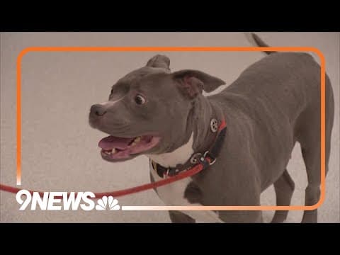 Aurora's breed ban up in the air after judge's ruling