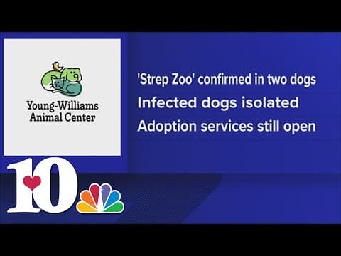 YWAC releases statement after identifying a few cases of canine illness in its main center