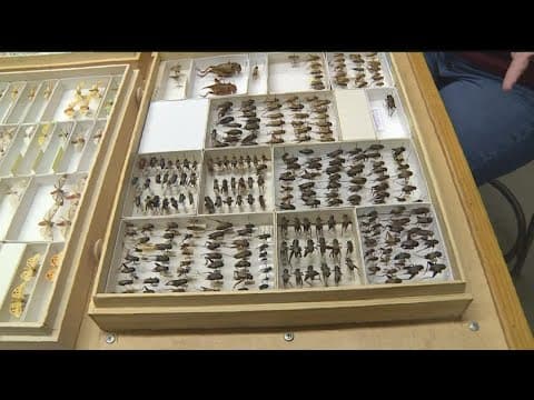 'Bug signs' are predicting a harsh winter this year, but are they true?