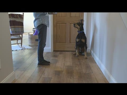 Adopting an adult dog