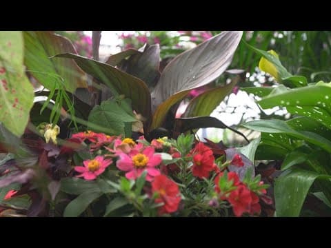 Container gardening tips from Merrifield Garden Center