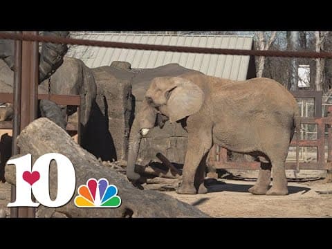 The largest elephant in North America will leave Zoo Knoxville soon