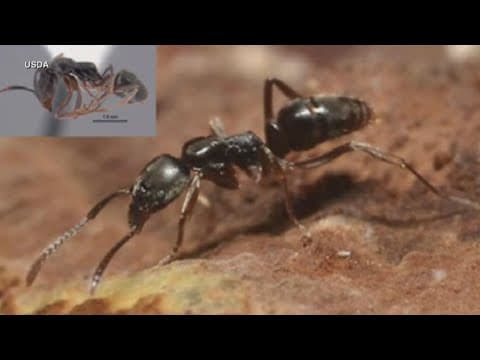 Potentially deadly ants reported in 17 states, including Texas
