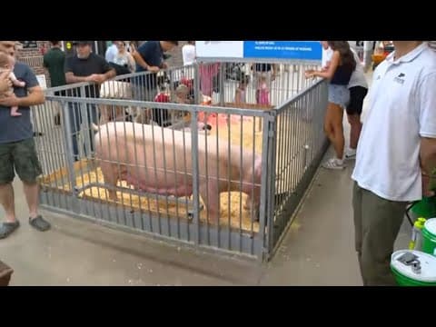 Animal Town at the Indiana State Fair