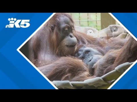 Orangutan bites keeper at Woodland Park Zoo