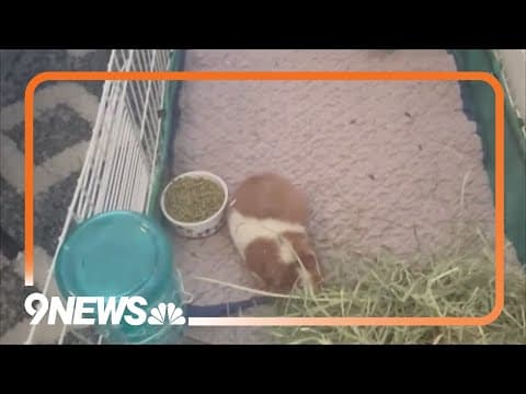 500 guinea pigs living in 'deplorable' conditions rescued from breeder