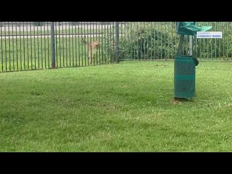 Deer needed help to get out of tough spot in Sienna over the weekend