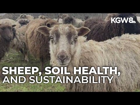 Oregon winery's eco-friendly approach uses sheep