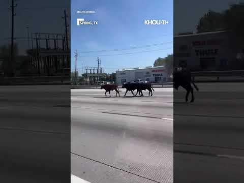 Cows were loose on a busy Texas freeway today #viral #shorts