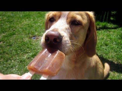 How to keep your dog cool in the extreme heat