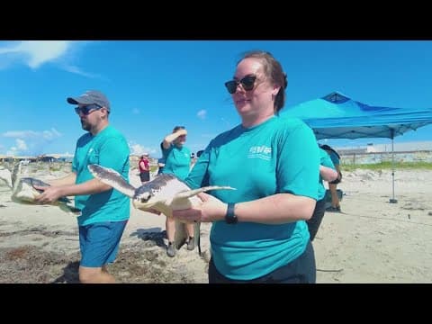Audubon Aquarium Rescue releases three sea turtles