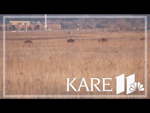Ten bison settle in on 165 acres of tribal land in Shakopee