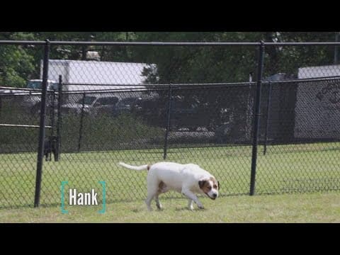 Tailwaggers: Meet Hank