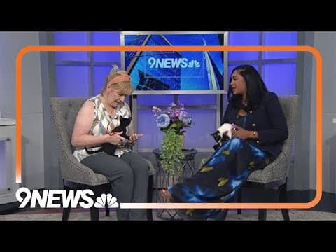 2 adventurous, sweet kittens need a forever home