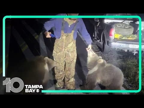 Two bear cubs native to Alaska found on the side of a Florida road