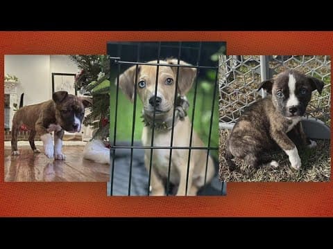 Animal advocates urge pet rescues over online adoptions
