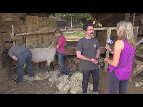 What you can expect during Sheep Shearing Day at the Museum of Appalachia