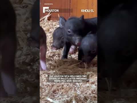 Houston SPCA welcomes 2 litters of piglets #shorts