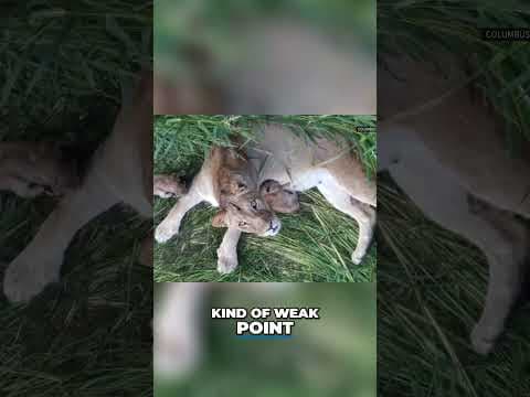 USDA report: Lioness euthanized after incident involving broken barrier at Columbus Zoo #shorts