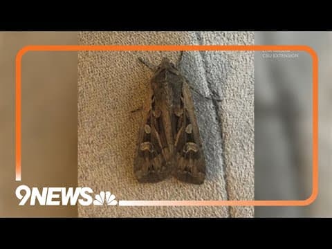 Weather impacts miller moth migration