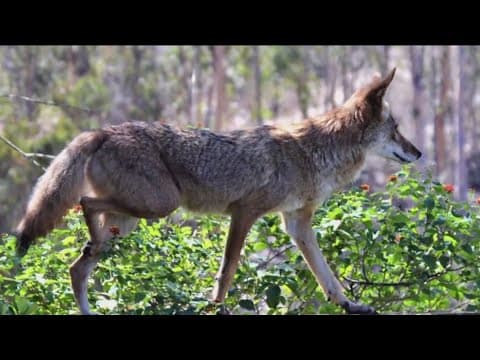 What you should do if you see a coyote in your neighborhood
