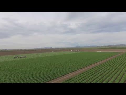 Using AI to engineer crops to fight climate change