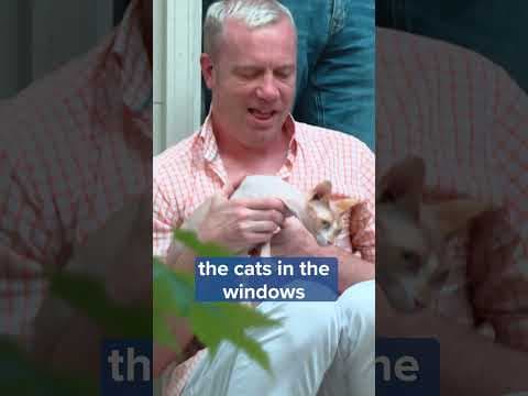 #KARE11’s Heidi Wigdahl joined a 2-mile catwalk for #WedgeLIVE's annual #CatTour. #shorts #thewedge