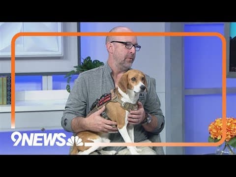 Meet rescued lab beagles Saturday afternoon in Denver