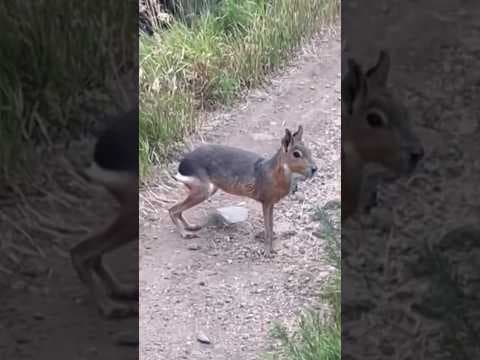 South American mammal on the loose at Denver park
