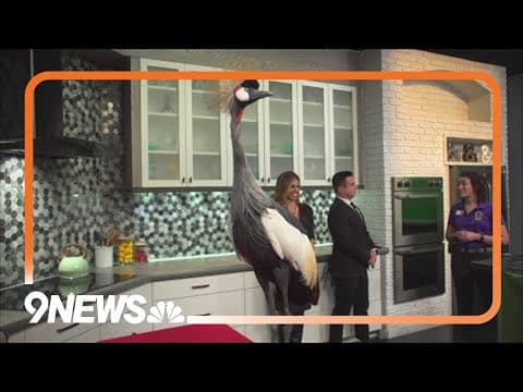 Sunrise Safari Zoo: Basel the grey crowned crane