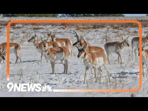 More than 100 pronghorns hit and killed by cars after snowstorm in eastern Colorado, CPW says