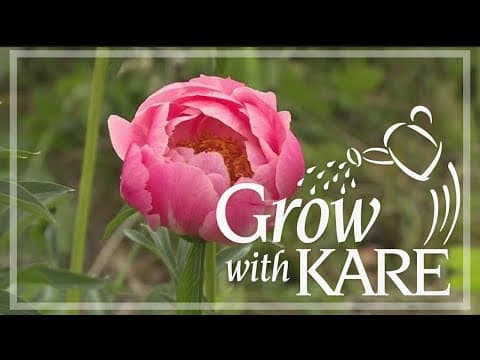 Grow with Kare: Peonies of all shapes and colors