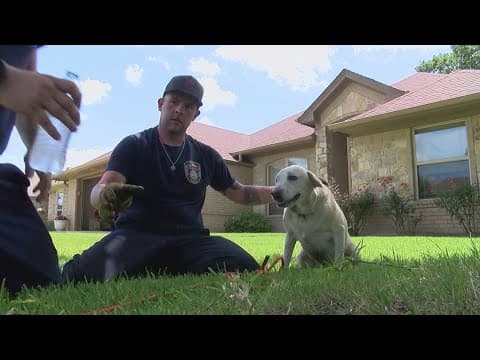 Firefighters rescue dog from storm drain