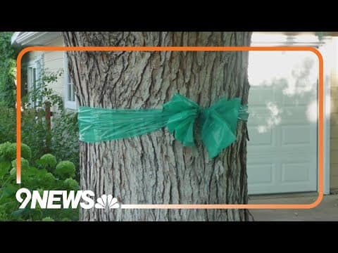 Colorado Wear Teal Day raises awareness for ovarian cancer