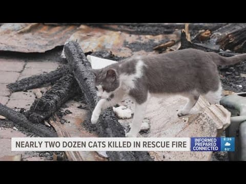 Count of cats killed in Lealman pet rescue fire updated to 27