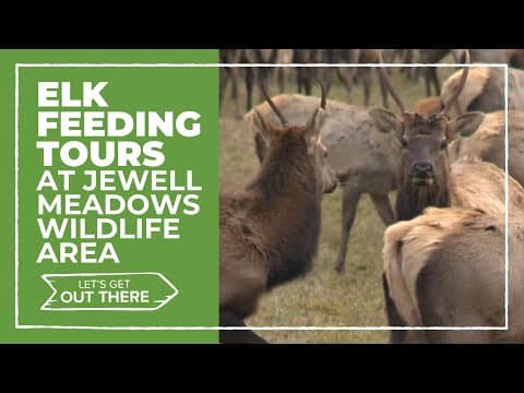 Roosevelt Elk feeding tours return at Jewell Meadows Wildlife Area