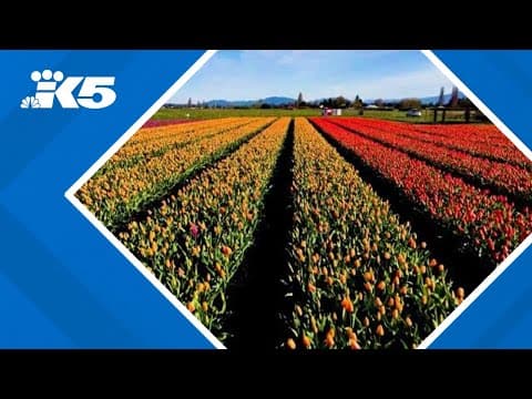 Drone footage of Skagit Valley tulips