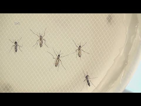 Traveling East for Labor Day weekend? Here's what you need to know about the mosquito-borne virus
