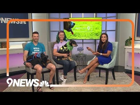 These sweet pups are looking for a forever home