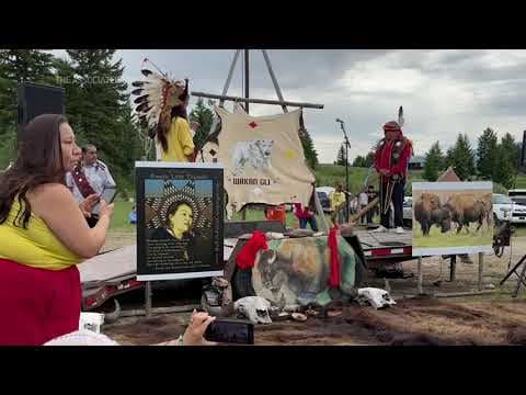 Tribes celebrate birth of white buffalo calf in Yellowstone National Park