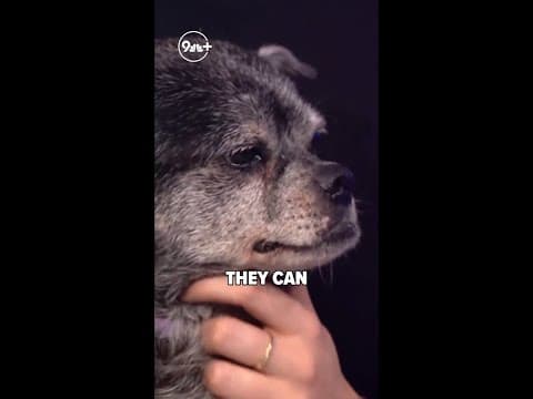 Petline9: This 15-year-old "chug" needs a new home