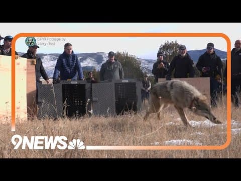 Video shows wildlife officials releasing 5 wolves in Colorado