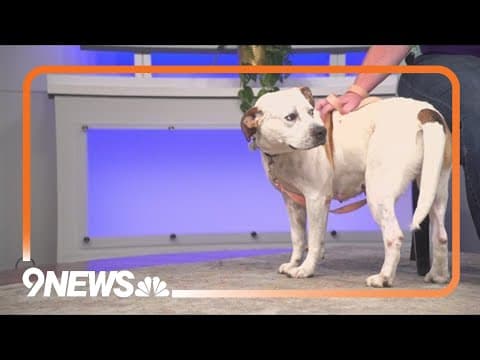 Petline 9: Adorable dog Dolly looking for forever home