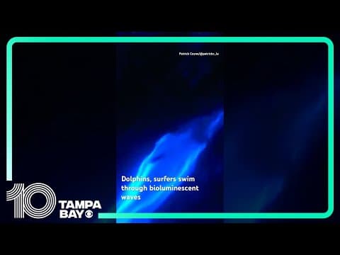 #Dolphins swim through bioluminescent waves in #California #shorts